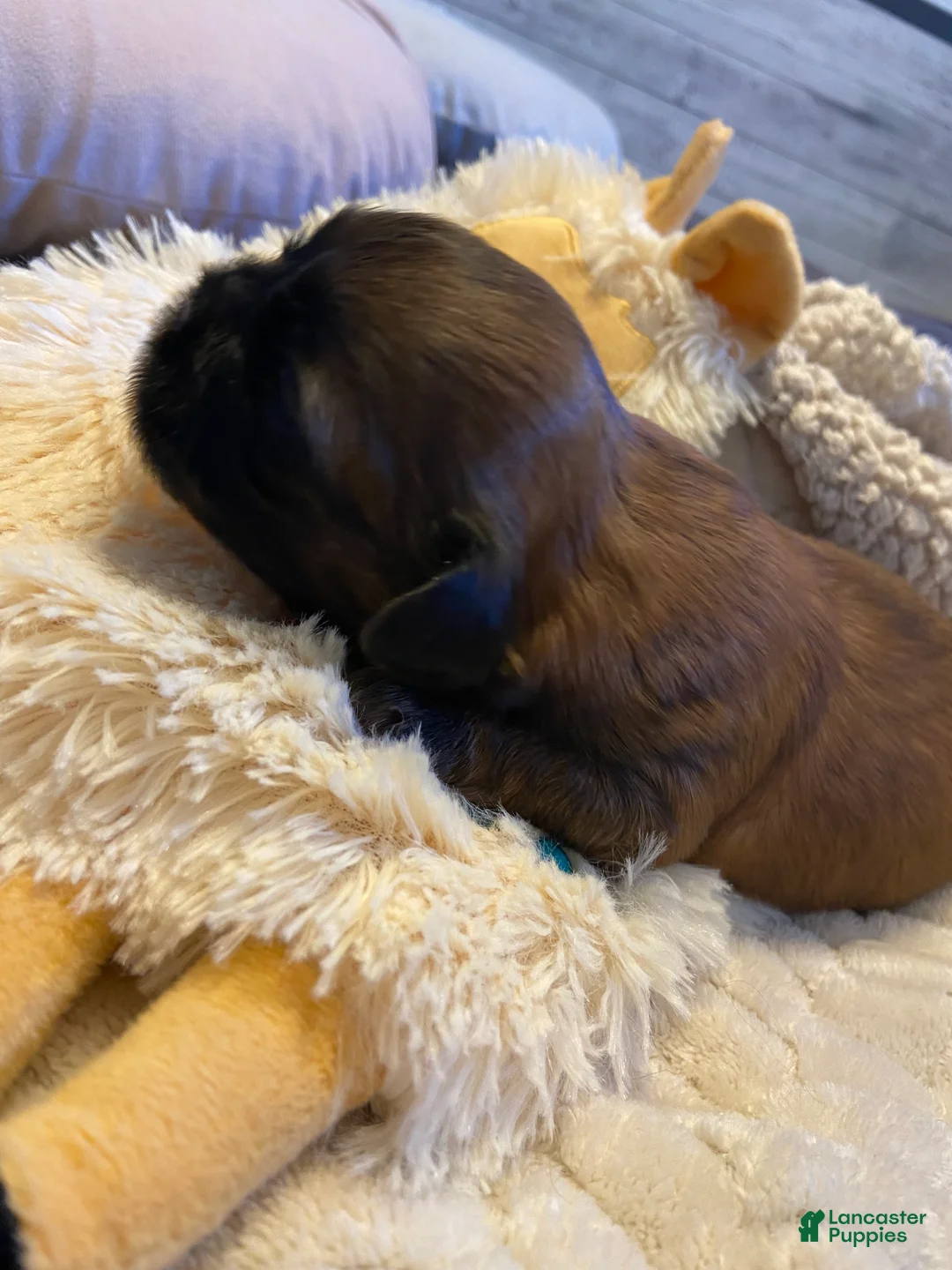Shih Tzu dogs for sale: Shih Tzu Puppy 2 - Ad 1