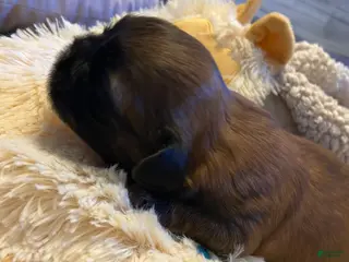 Shih Tzu dogs for sale: Shih Tzu Puppy 2 - Ad 1