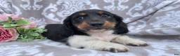 Miniature Dachshund dogs for sale: Hunter - Ad 7