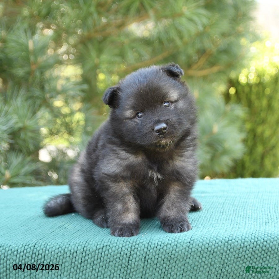 Keeshond dogs Bear - Ad 2
