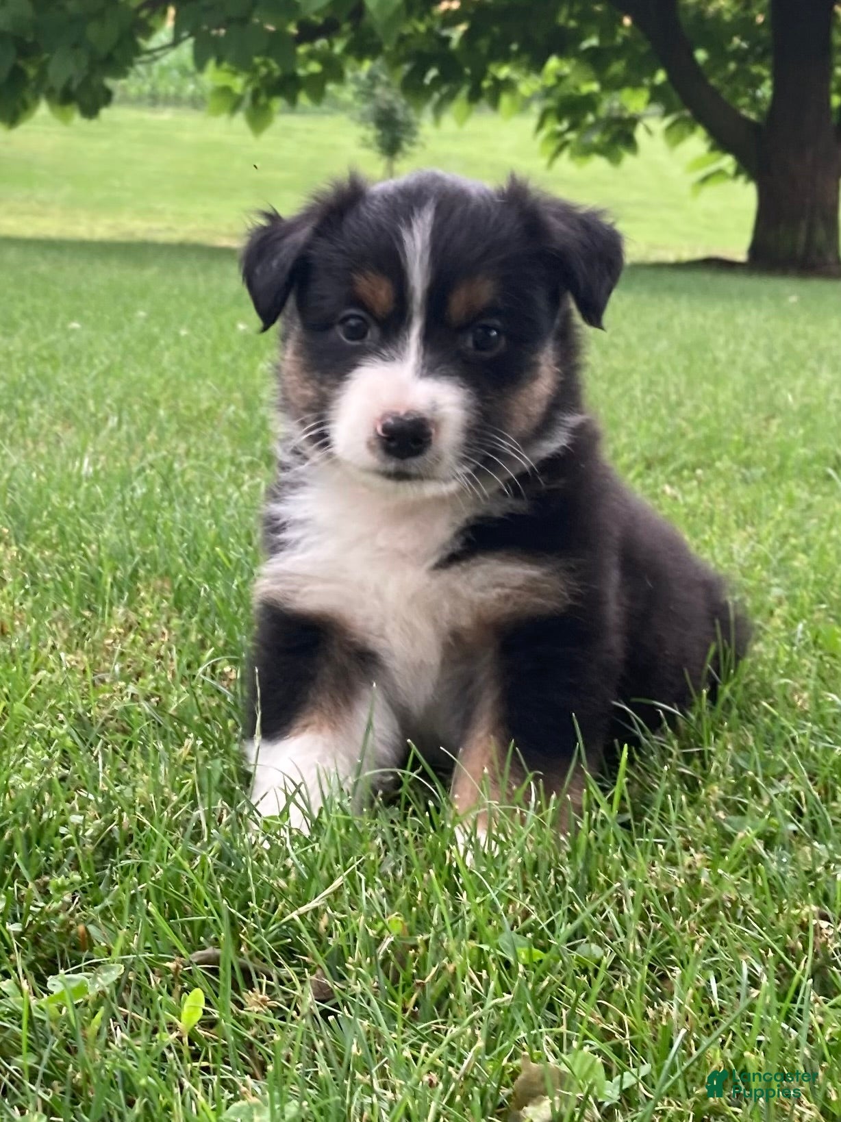 Australian Shepherd dogs Luna - Ad 2