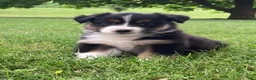 Australian Shepherd dogs for sale: Luna - Ad 2