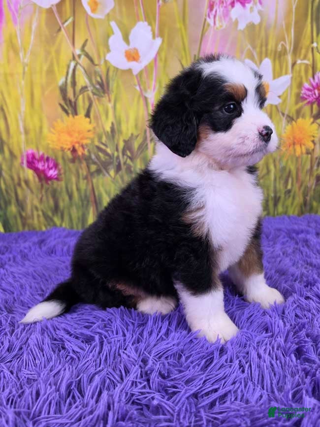Mini Bernedoodle dogs Willow - Ad 2