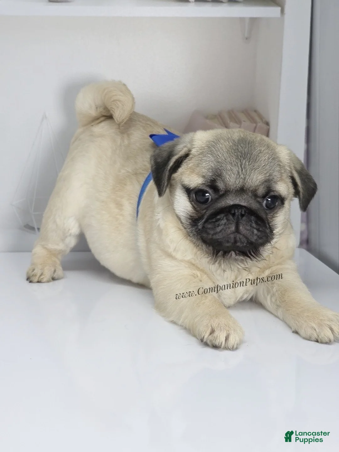 Pug dogs for sale: Rain- Fawn Male Pug Puppy - Ad 16