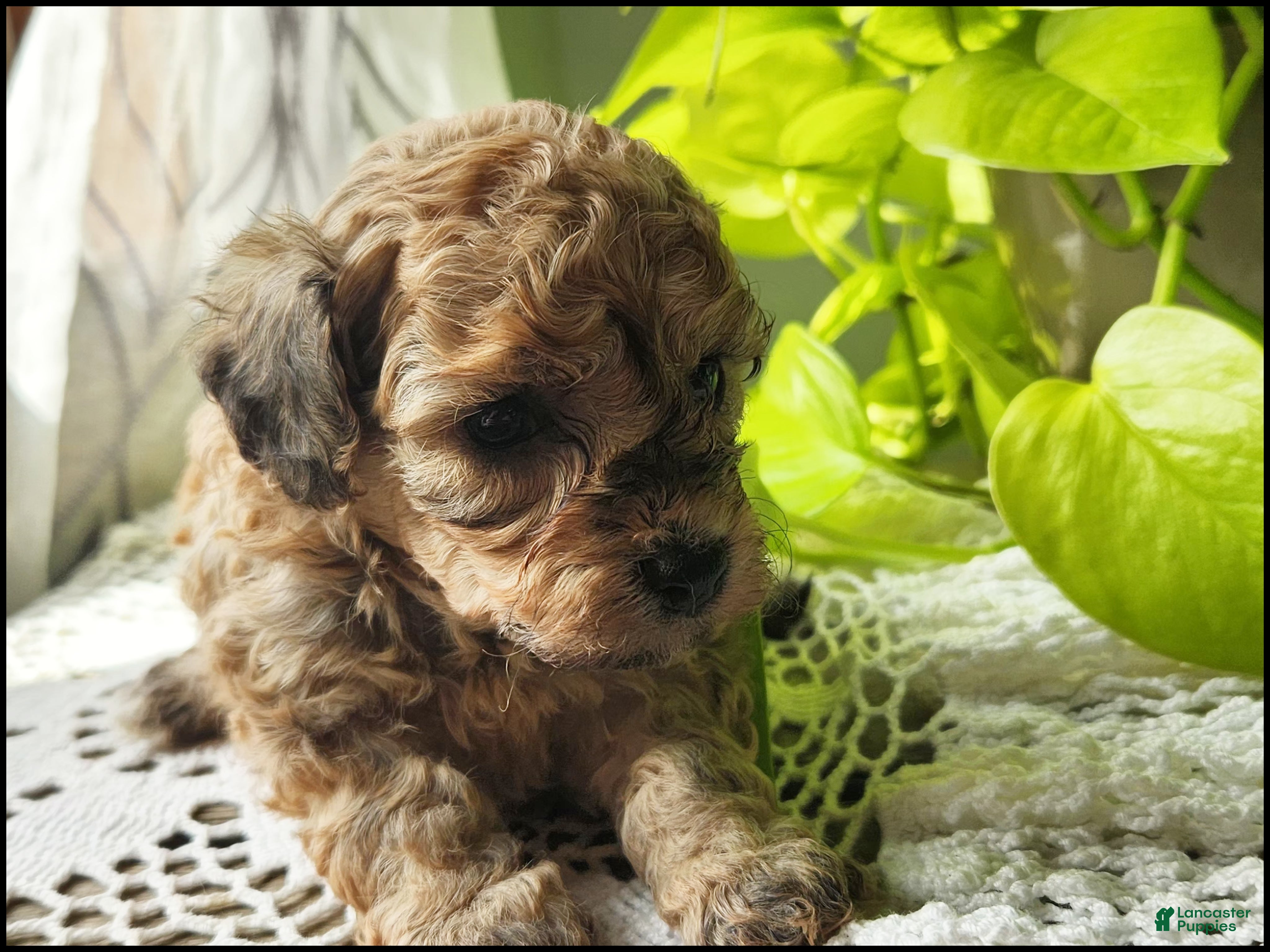 Toy Poodle dogs Tilah - Ad 28