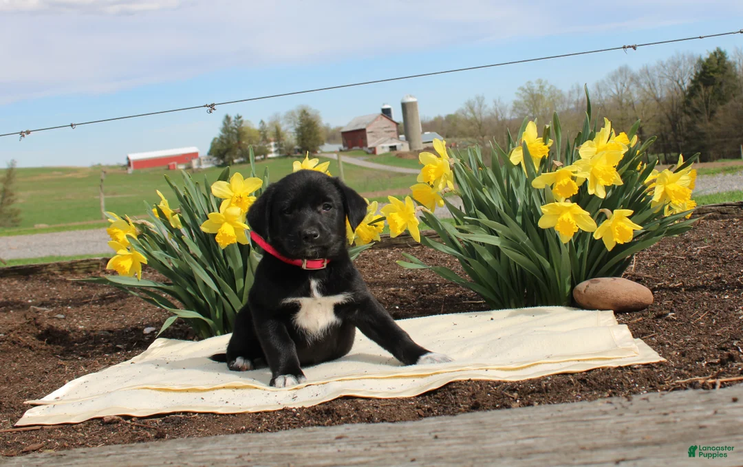 Mixed Breed dogs for sale: Diamond - Ad 1