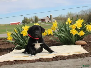 Mixed Breed dogs Diamond - Ad 13