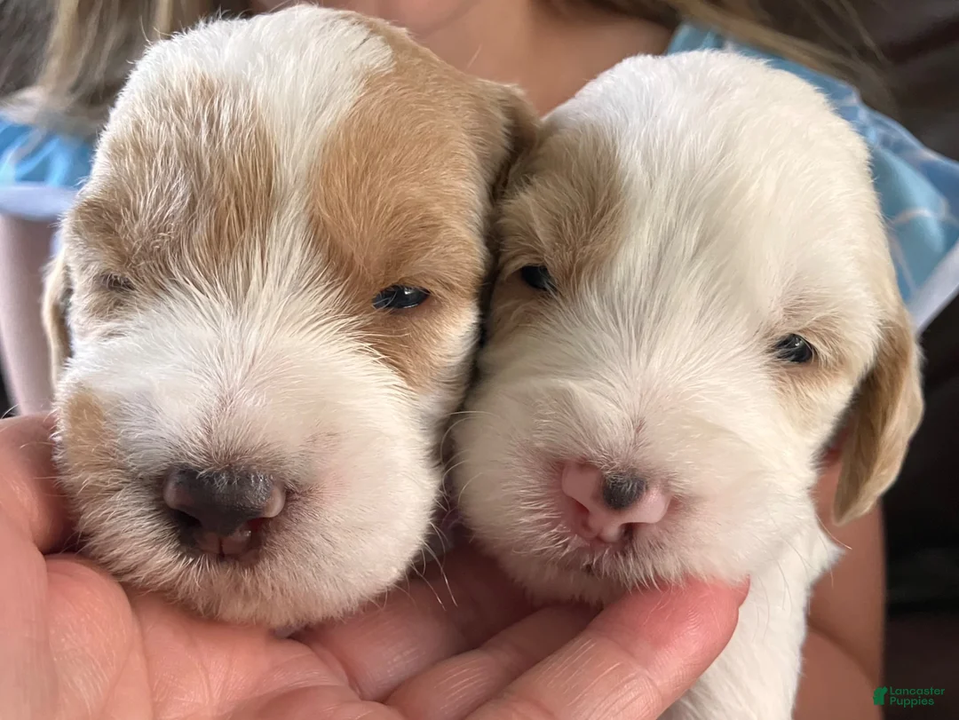 Labradoodle dogs for sale: Frodo - Ad 12