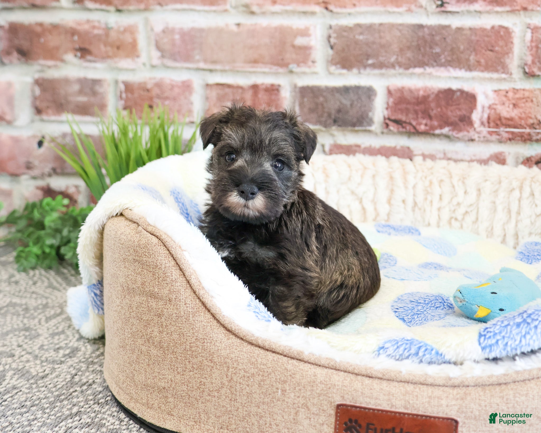 Miniature Schnauzer dogs Vince  - Ad 35