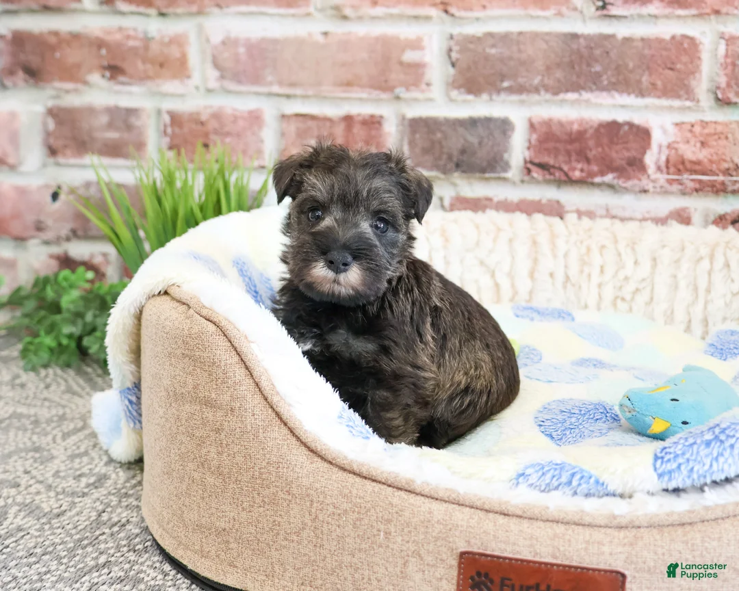 Miniature Schnauzer dogs for sale: Vince  - Ad 1