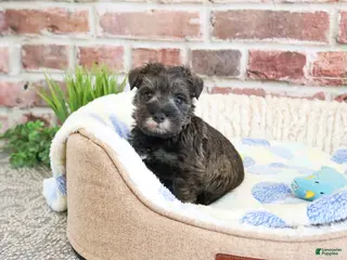 Miniature Schnauzer dogs Vince - Ad 35