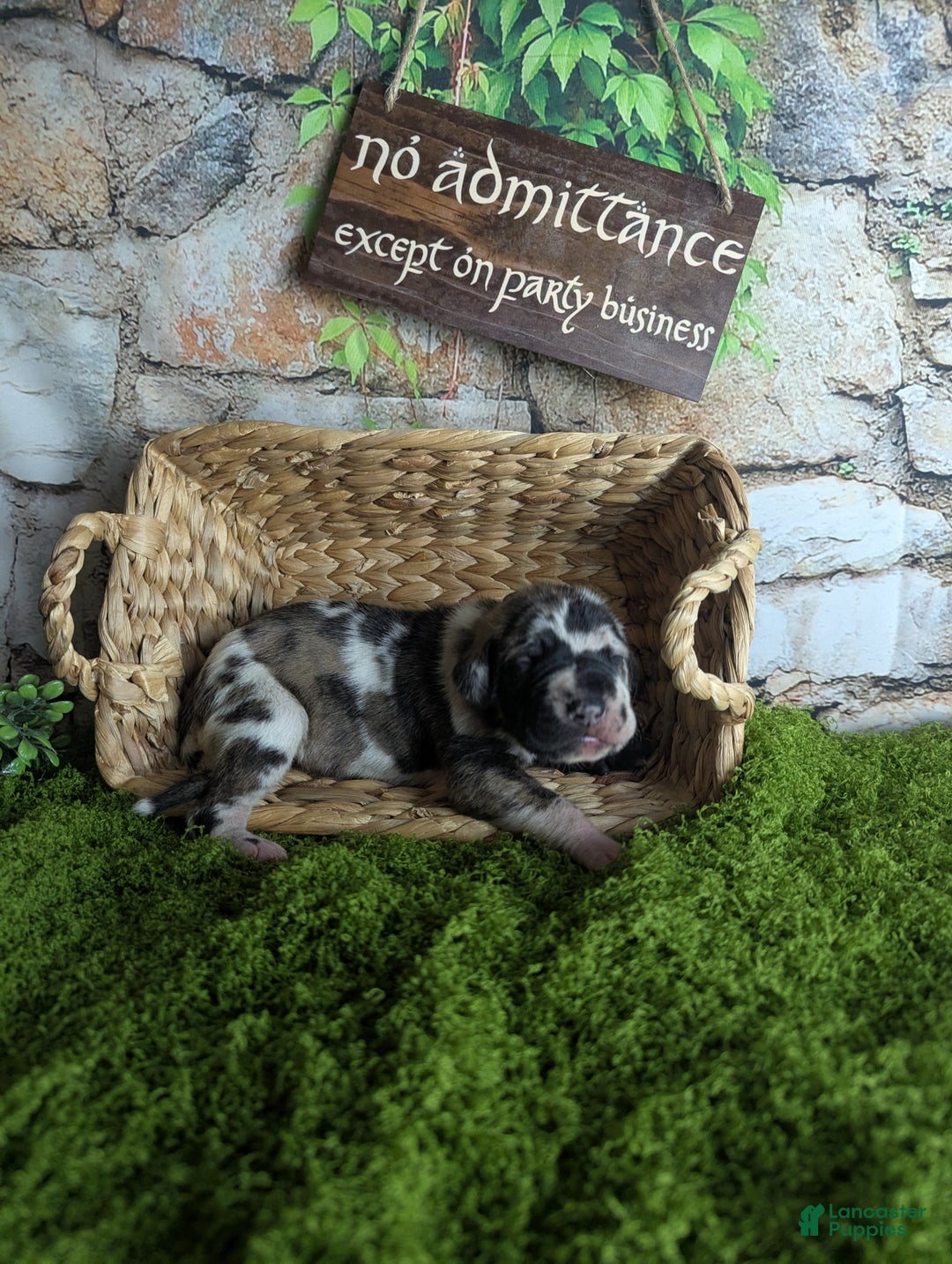 Great Dane dogs for sale: Galadriel Brindlequin Female Great Dane Puppy  - Ad 1