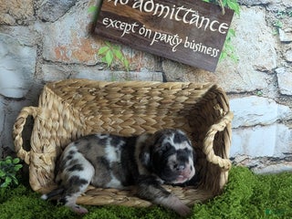 Great Dane dogs Galadriel Brindlequin Female Great Dane Puppy - Ad 17