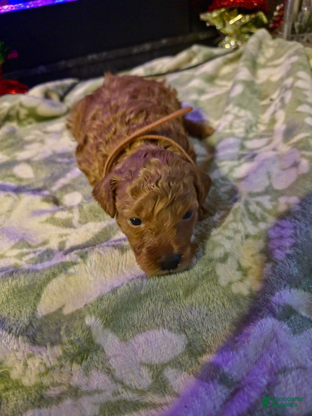 Mini Goldendoodle dogs for sale: Nova - Ad 15