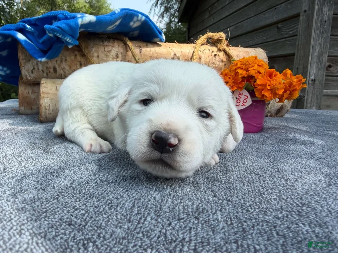 Mixed Breed dogs for sale: Frosty (Boy) - Ad 2