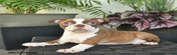 Boston Terrier dogs for sale: Ruby  - Ad 5