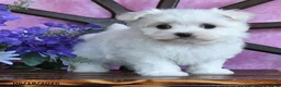 Maltese dogs for sale: Odette - Ad 3