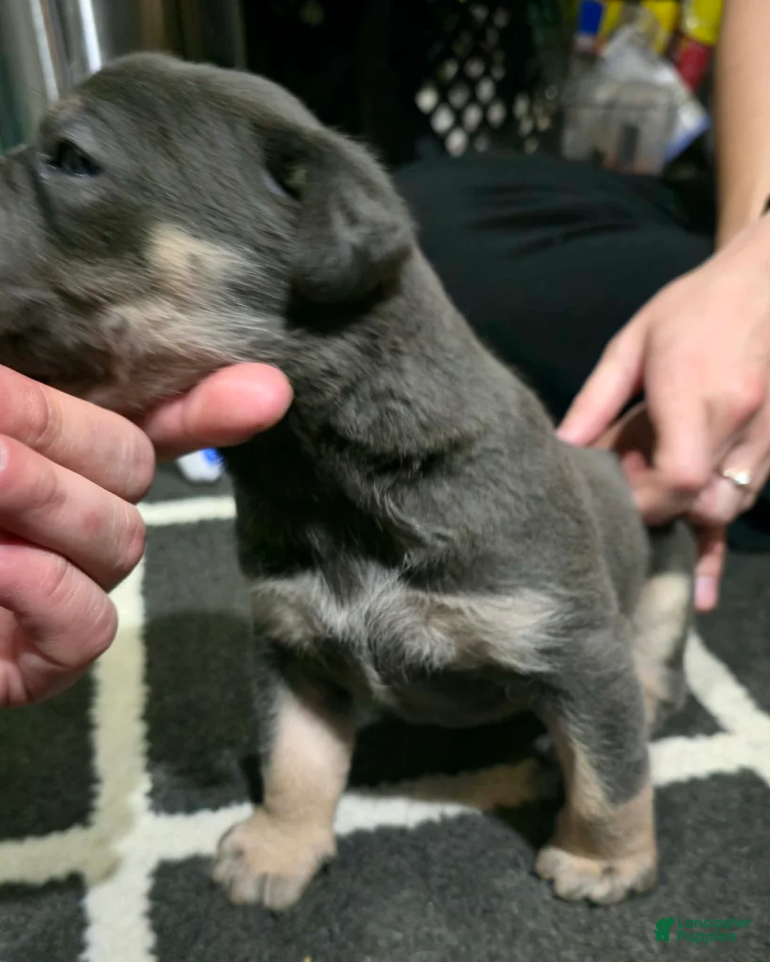 Cane Corso dogs for sale: Minnie - Ad 3