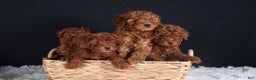 Miniature Poodle dogs for sale: BUSTER - Ad 15