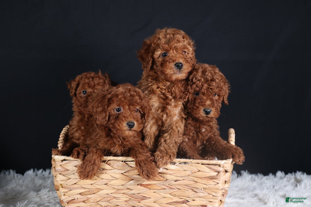 Miniature Poodle dogs for sale: BUSTER - Ad 15