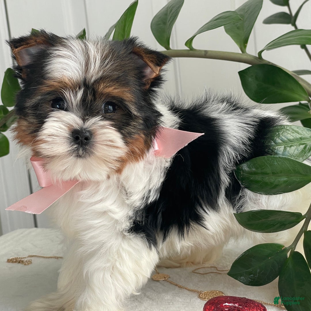 Biewer Terrier dogs for sale: Kiwi - Ad 4