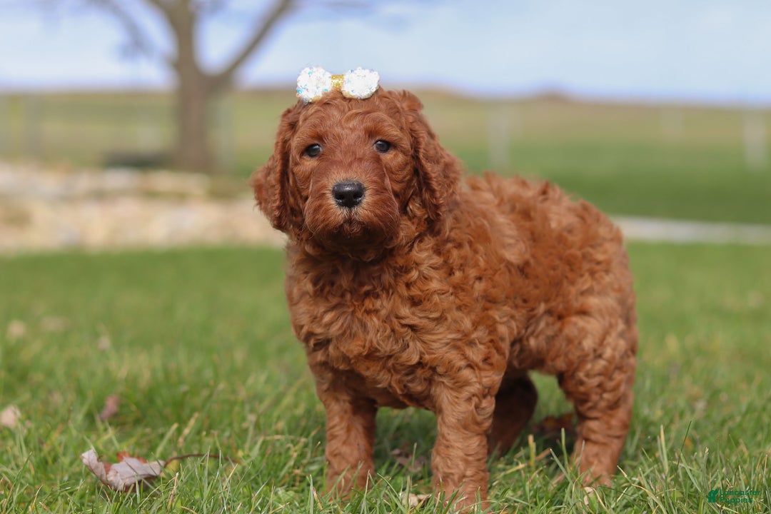 Goldendoodle dogs for sale: Peppermint - Ad 4