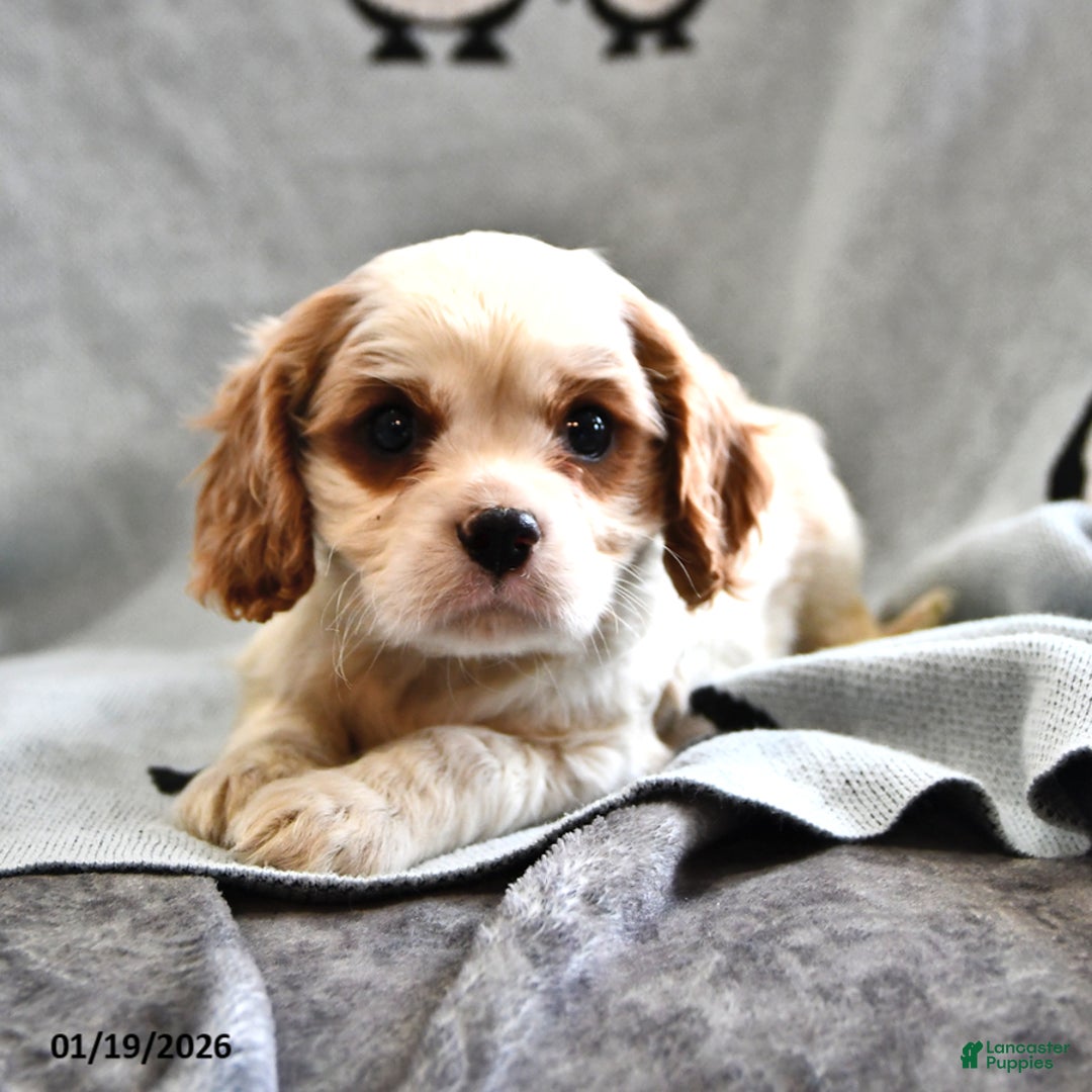 Cavalier King Charles Spaniel dogs for sale: Sam - Ad 2