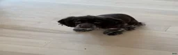 English Cocker Spaniel dogs for sale: English Cocker Spaniel Puppy - Coco 🐾 - Ad 5