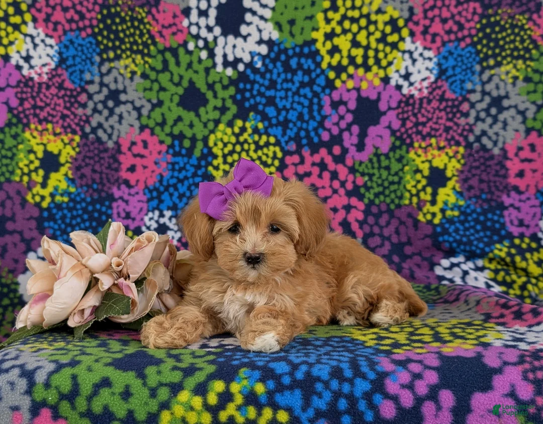 Maltipoo dogs for sale: Serenity 7 lbs Full Grown - Ad 5