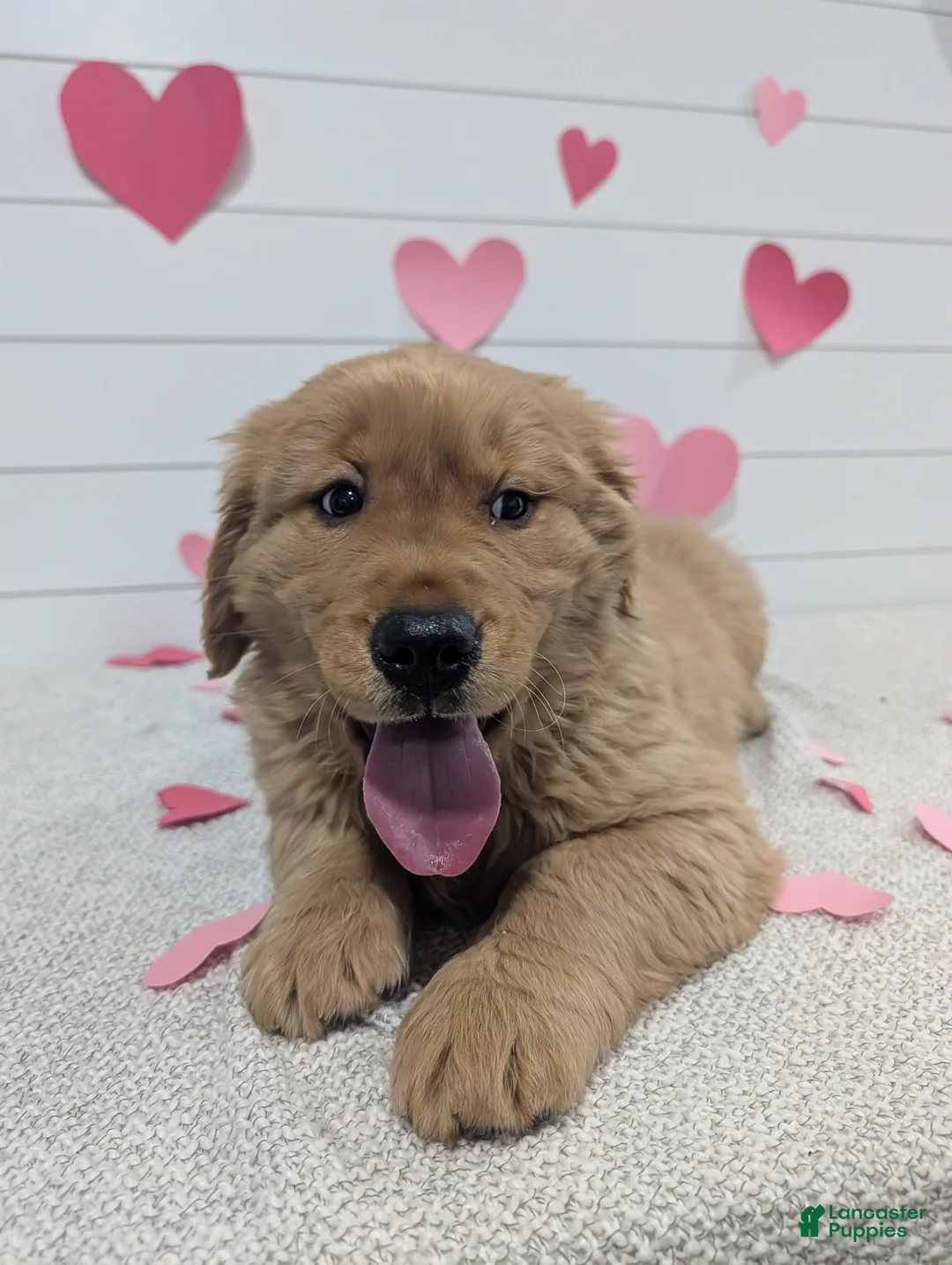 Golden Retriever dogs for sale: Tucker - Ad 3