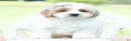 Maltipoo dogs for sale: Tucker - Ad 5