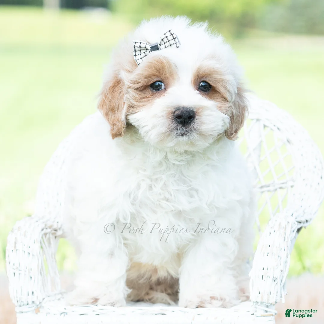Maltipoo dogs for sale: Tucker - Ad 5