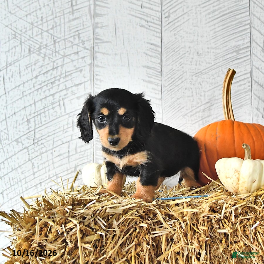 Miniature Dachshund dogs Kim  - Ad 2