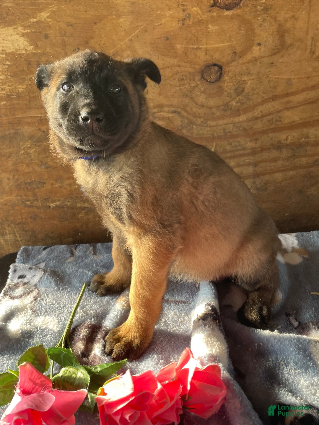 Belgian Malinois dogs for sale: Lucy - Ad 3