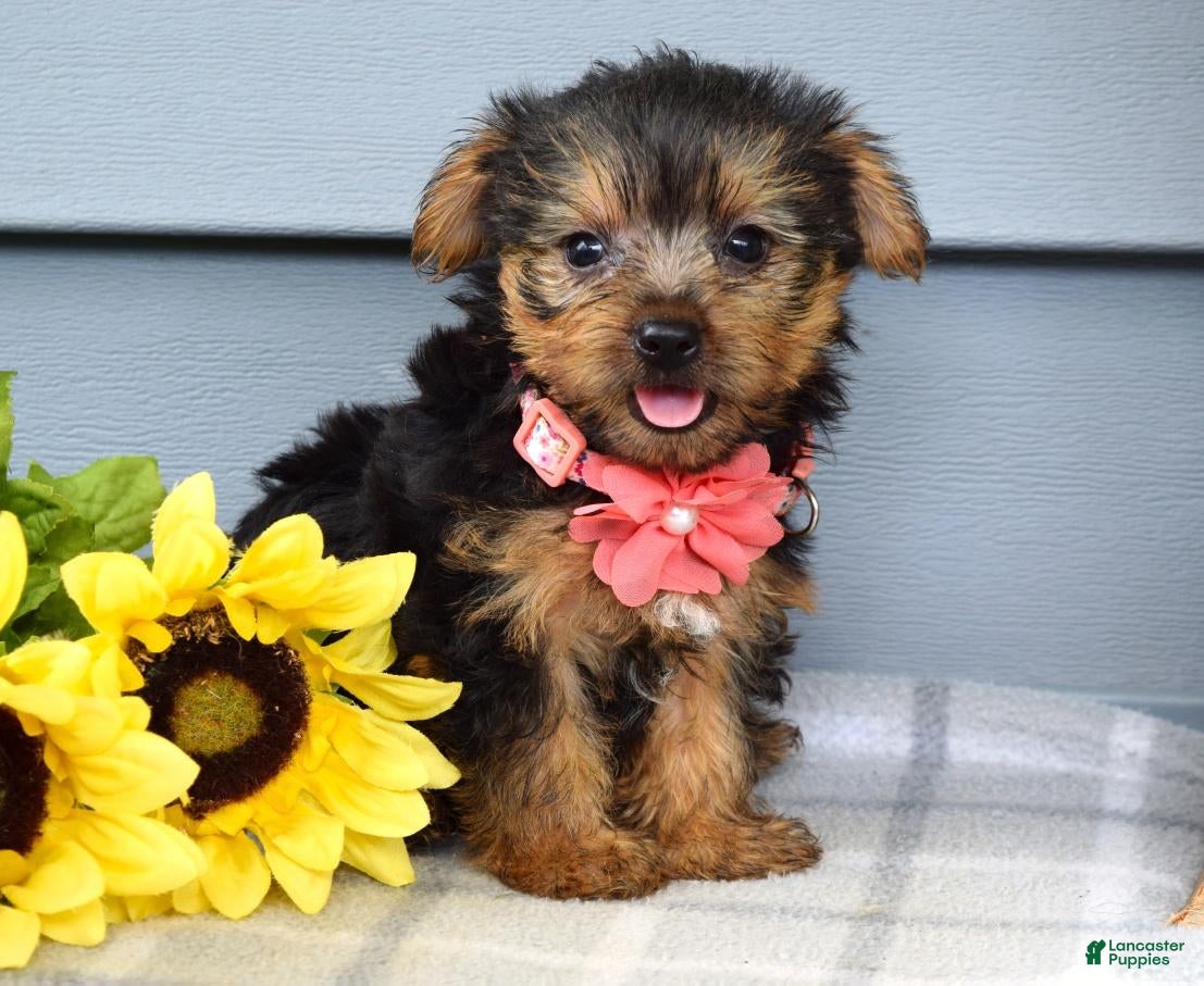 Yorkshire Terrier dogs Abby - Ad 1