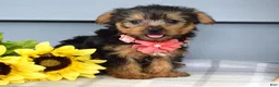 Yorkshire Terrier dogs for sale: Abby - Ad 1