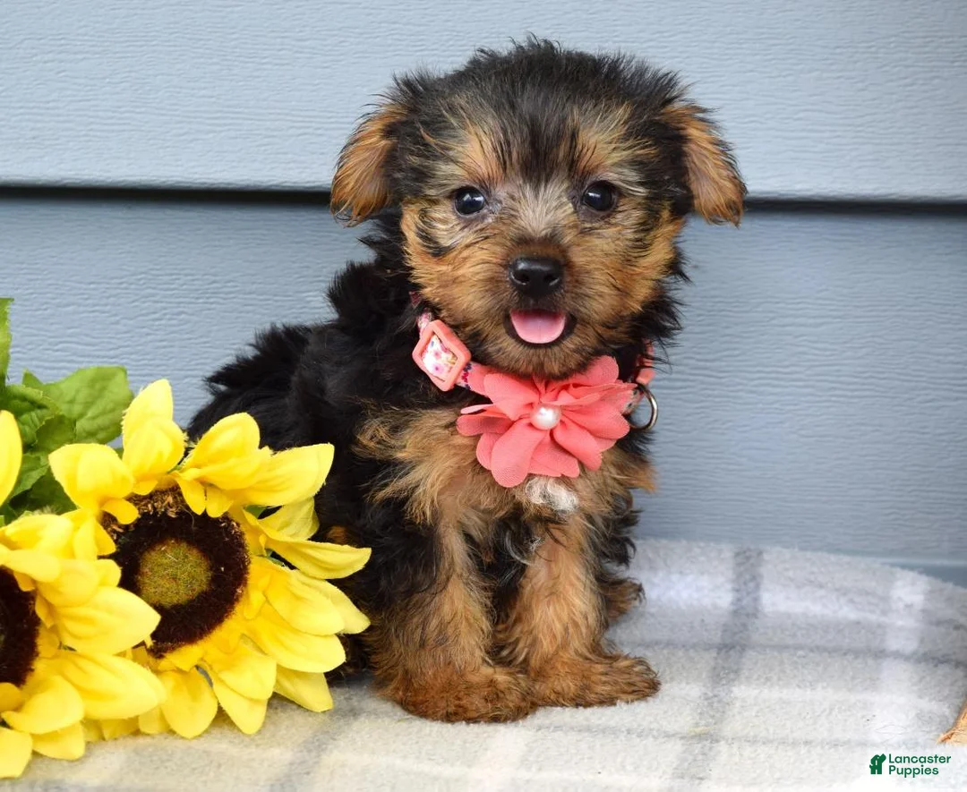 Yorkshire Terrier dogs for sale: Abby - Ad 1