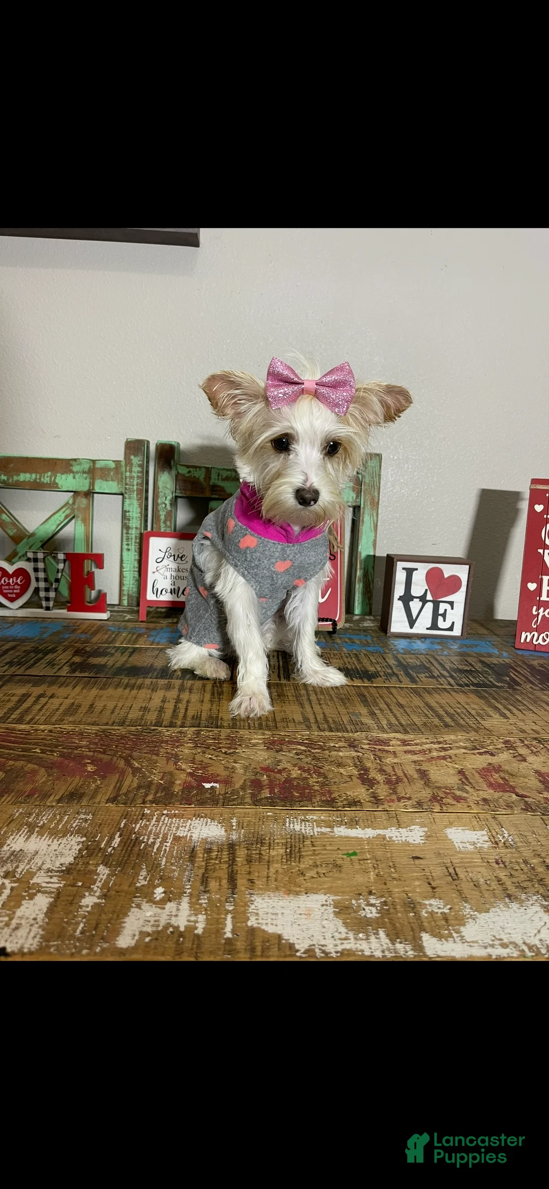 Yorkshire Terrier dogs for sale: Blonde Parti Tilly - Ad 7