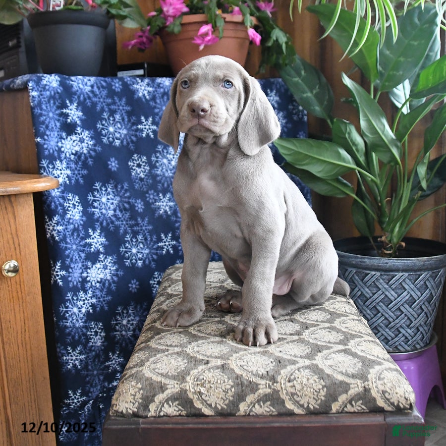 Weimaraner dogs Dash - Ad 9