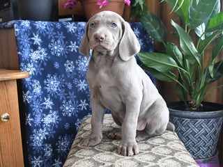 Weimaraner dogs Dash - Ad 8