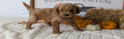 Mini Goldendoodle dogs for sale: Jax  - Ad 4
