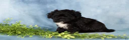 Mixed Breed dogs for sale: Missy - Ad 4