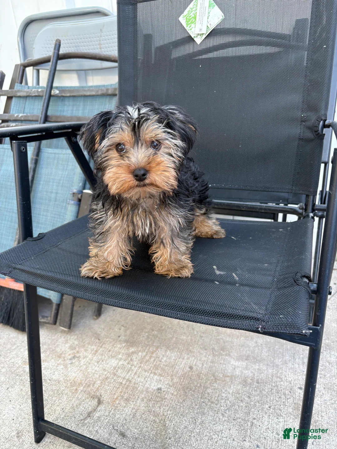 Yorkshire Terrier dogs for sale: Dior  - Ad 2