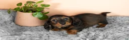 Miniature Dachshund dogs for sale: Buddy  - Ad 4