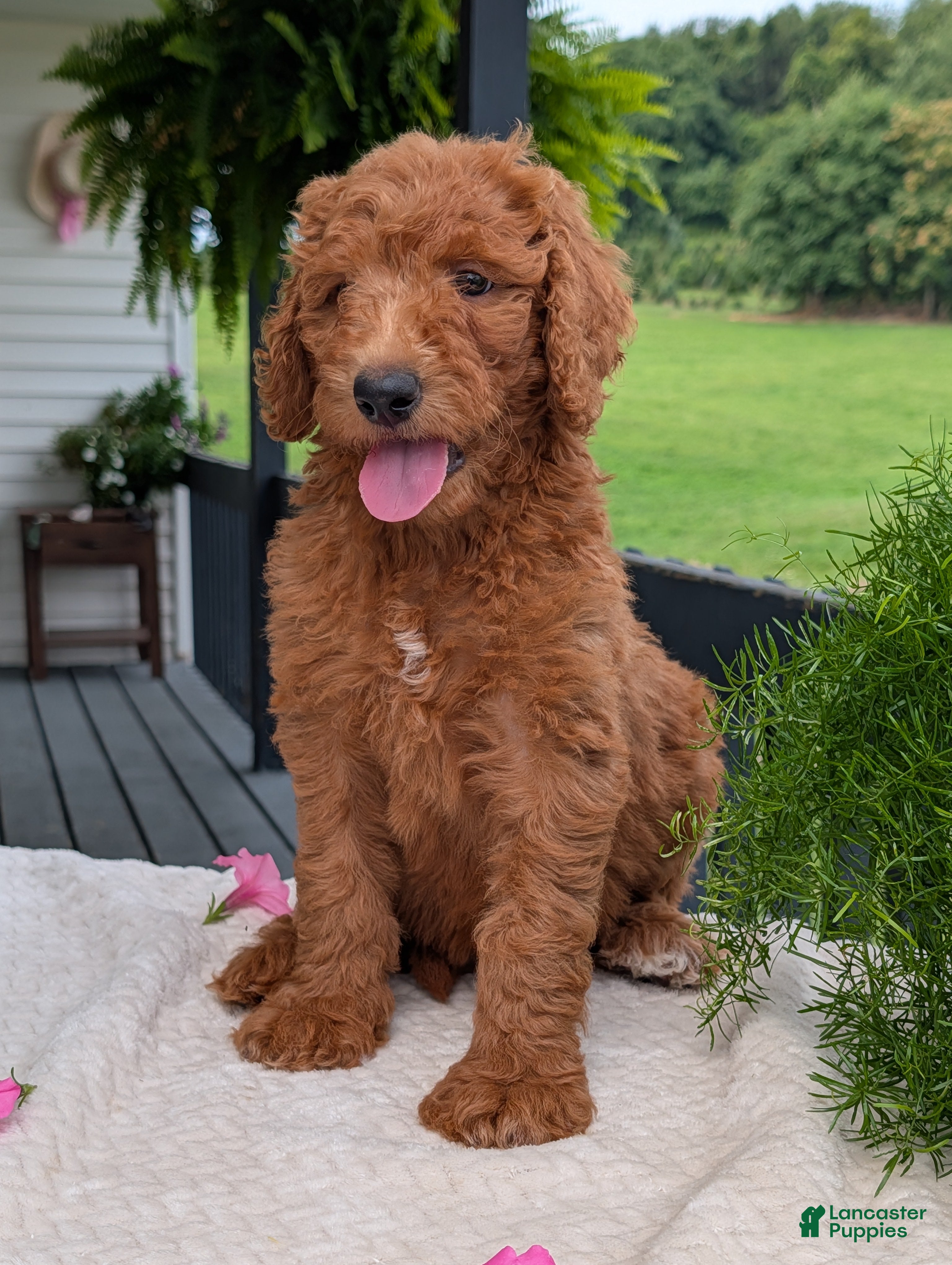 Goldendoodle dogs Miss Emmie - Ad 2