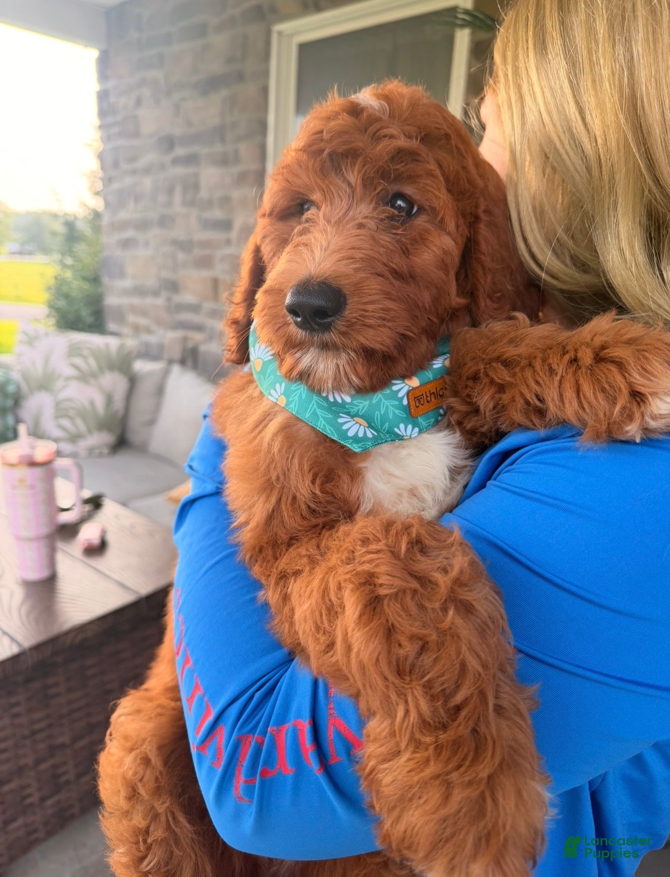 Goldendoodle dogs Elsie - Ad 1