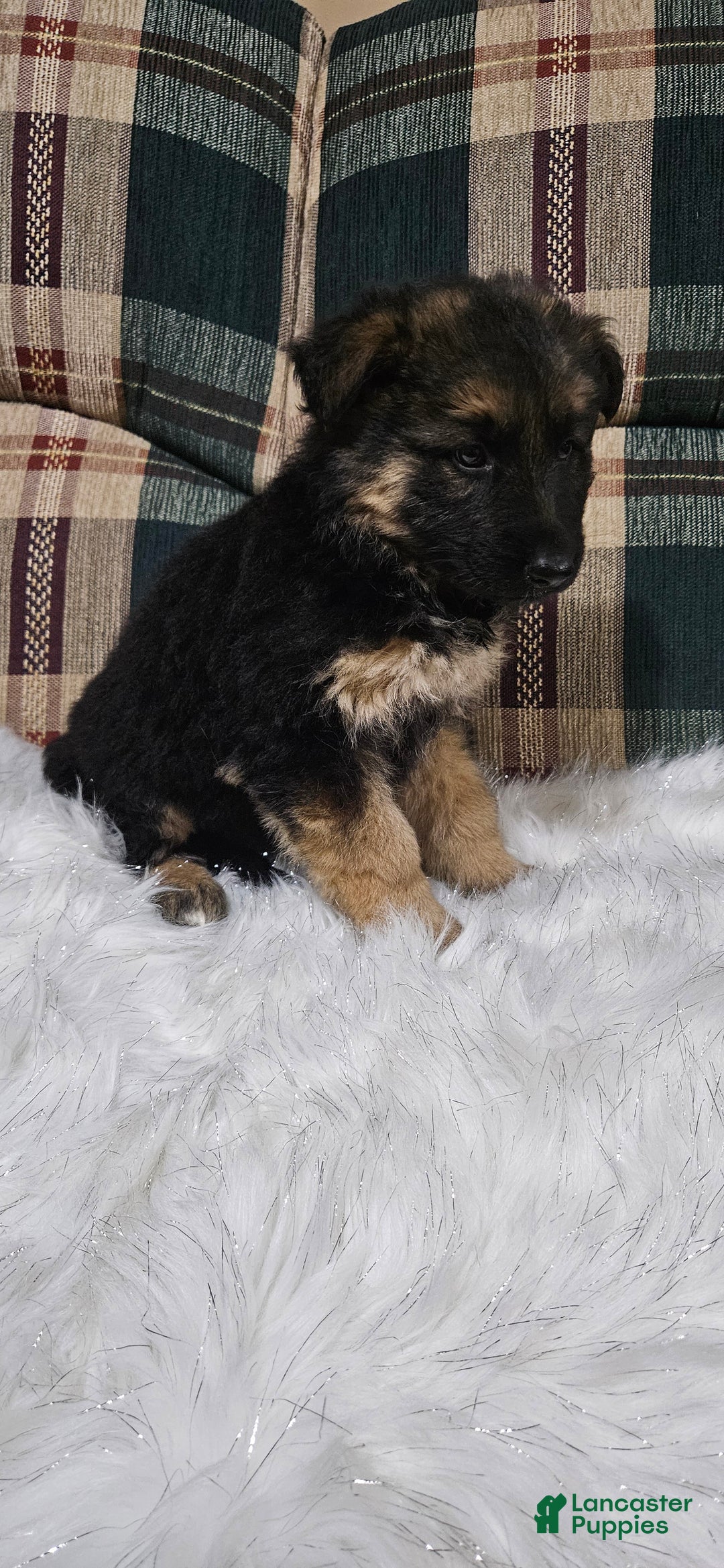 German Shepherd dogs for sale: Coco - Ad 5