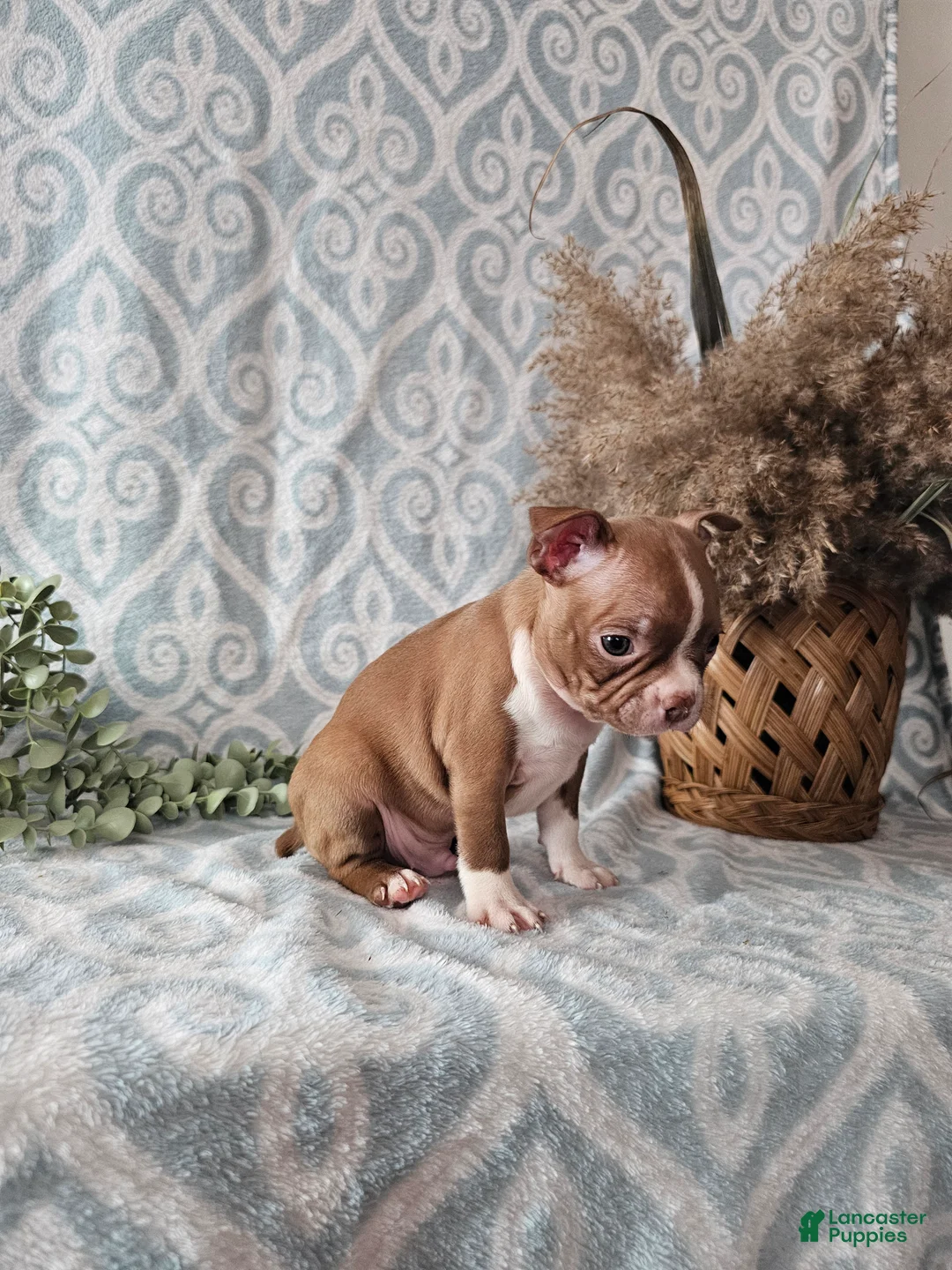 Boston Terrier dogs for sale: Jasper - Ad 6