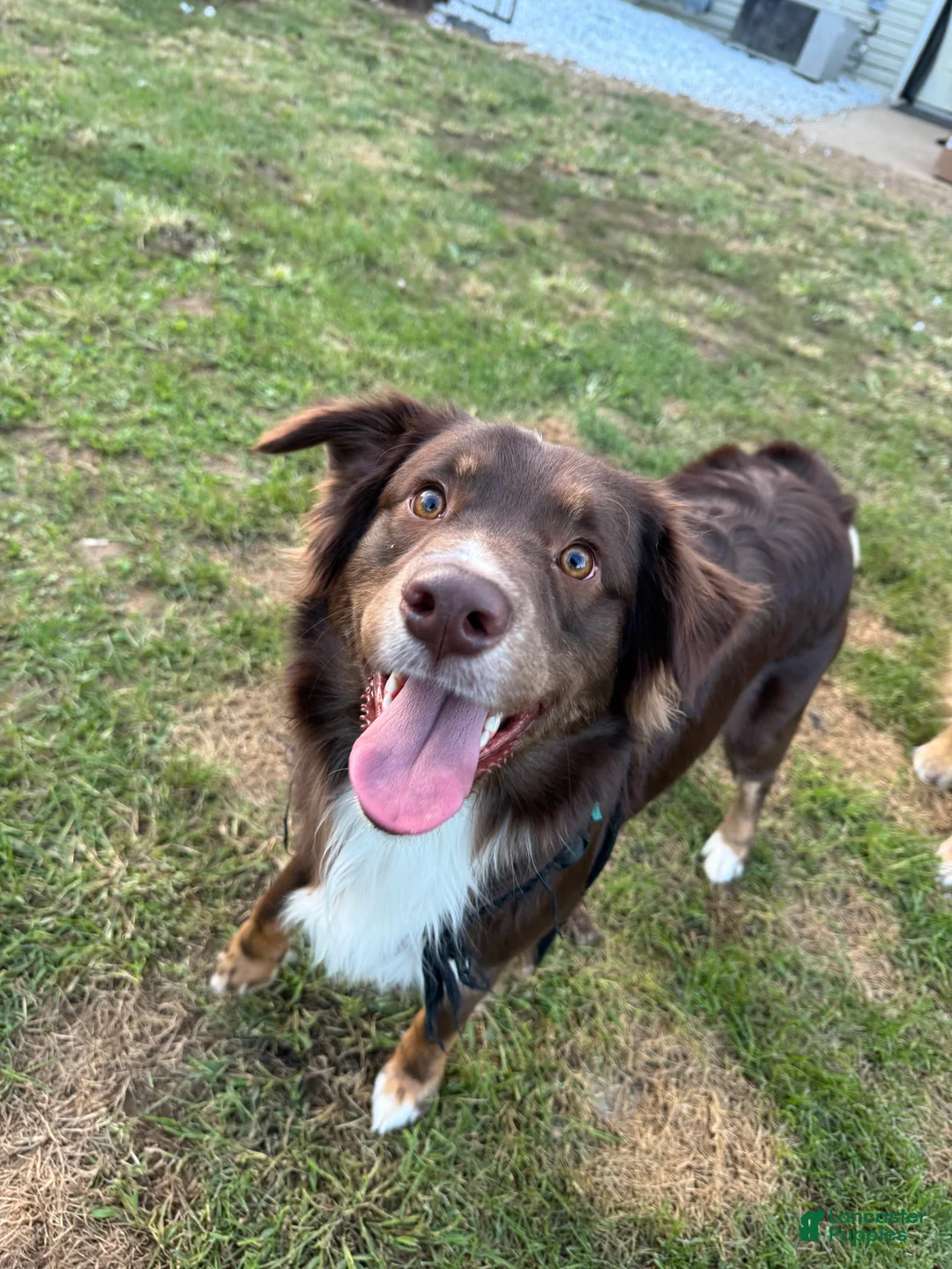 Australian Shepherd dogs for stud: Jensen - Ad 6