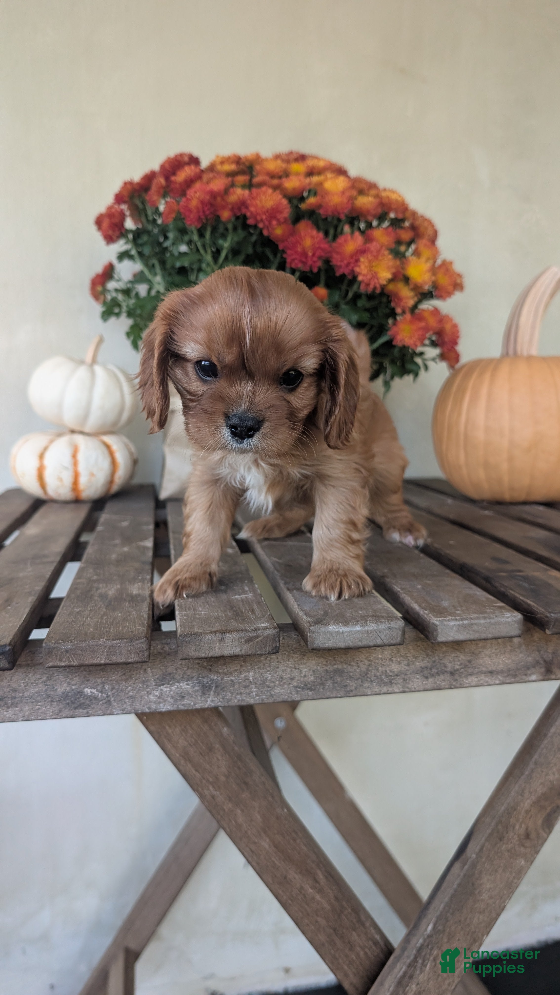 Cavalier King Charles Spaniel dogs Maple  - Ad 2